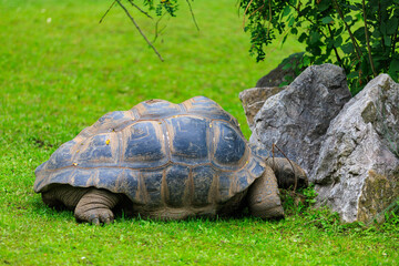 Elephant or Galapagos tortoise. Background with selective focus and copy space