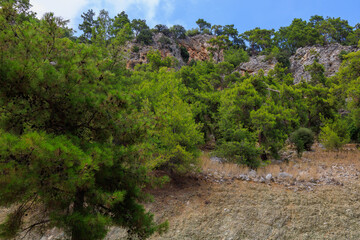 Fototapeta na wymiar Green coniferous plants in the mountainous part of the Turkish Mediterranean coast. Atmospheric landscape