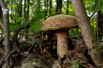 Fungus of Xerocomus subtomentosus covered with fallen leaves. Mushrooms and wild plants