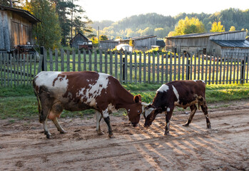 Cows butting or playing against the backdrop of an authentic village with wooden houses and fences