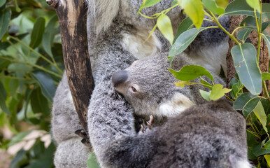 koala bear baby held by mom