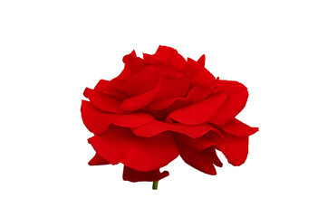 Single rose flower in red, isolated on white background. design element