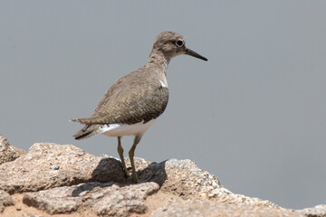 Chevalier guignette,.Actitis hypoleucos, Common Sandpiper