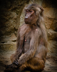 baboon sitting on the ground