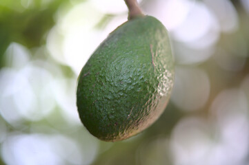 avocado on the tree