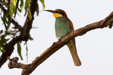 Guêpier d'Europe,.Merops apiaster, European Bee eater