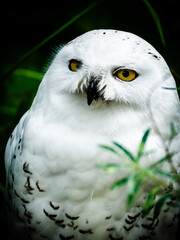 great grey owl