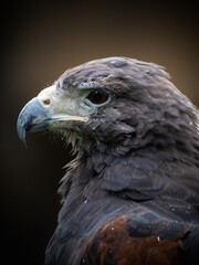 portrait of a eagle
