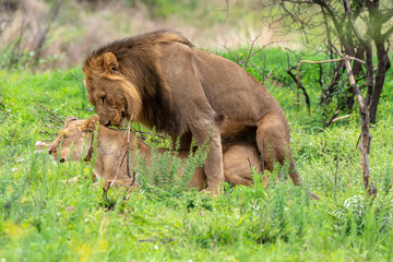 Lion, femelle, m&acirc;le, lionne, accouplement, Panthera leo, Afrique