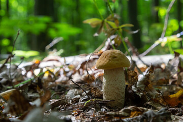 Edible mushroom Leccinum pseudoscabrum in deciduous forest. Known as Hazel Bolete. Wild mushroom growing in the leaves