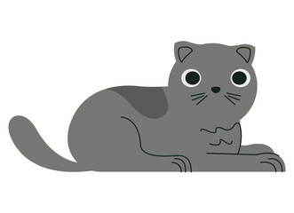 cute little gray cat