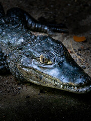 alligator in the everglades