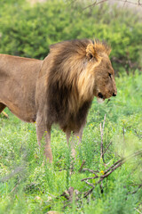 Naklejka premium Lion, Panthera leo, Parc national du Kruger, Afrique du Sud