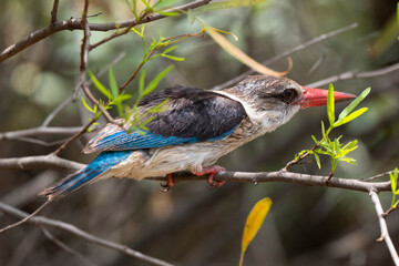 Martin chasseur à tête brune,.Halcyon albiventris, Brown hooded Kingfisher