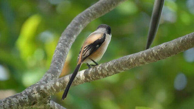 Long-tailed Shrike or Rufous-backed Shrike (Lanius Schach) or Black-headed Bird Puff Up Feathers Perched on Palm Branch