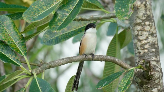 Long-tailed Shrike Chittering Perched on Plumeria Tree - closeup front view
