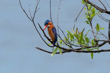 Martin pêcheur huppé,.Corythornis cristatus , Malachite Kingfisher