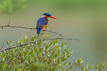 Martin pêcheur huppé,.Corythornis cristatus , Malachite Kingfisher