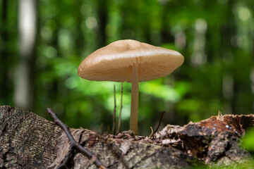 Edible mushroom Hymenopellis radicata or Xerula radicata on a mountain meadow. Known as deep root mushroom or rooting shank. Wild mushroom growing in the grass