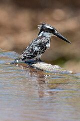 Martin pêcheur pie,. Ceryle rudis, Pied Kingfisher