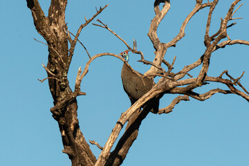 Pintade de Numidie, Numida meleagris, Helmeted Guineafow
