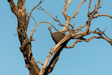 Pintade de Numidie, Numida meleagris, Helmeted Guineafow