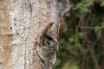 Piqueboeuf &agrave; bec rouge, Red billed Oxpecker, Buphagus erythrorhynchus
