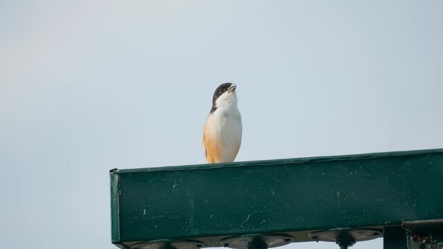 Long-tailed Shrike twitters or chitters Perched