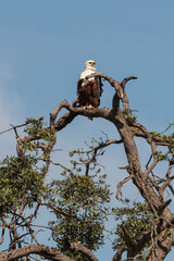 Pygargue vocifère,. Haliaeetus vocifer , African Fish Eagle, Parc national Kruger, Afrique du Sud