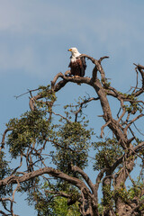 Pygargue vocifère,. Haliaeetus vocifer , African Fish Eagle, Parc national Kruger, Afrique du Sud