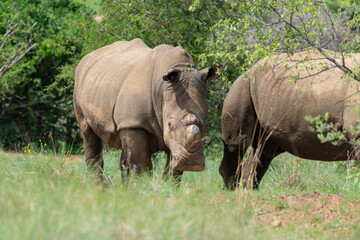 Fototapeta premium Rhinocéros blanc, corne coupée, femelle et jeune, white rhino, Ceratotherium simum, Parc national Kruger, Afrique du Sud