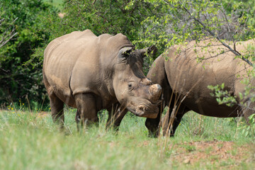 Obraz premium Rhinocéros blanc, corne coupée, femelle et jeune, white rhino, Ceratotherium simum, Parc national Kruger, Afrique du Sud