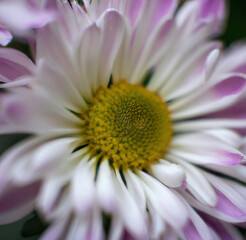 Close up of white chrysanthemums with multiple petals on black background created using Generative AI technology