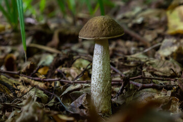Leccinellum pseudoscabrum mushrooms in the summer. Mushrooms growing in the forest