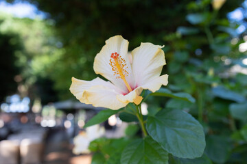 안탈리아 글로리아리조트 꽃