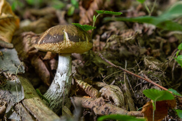 Edible mushroom Leccinum pseudoscabrum in deciduous forest. Known as Hazel Bolete. Wild mushroom growing in the leaves