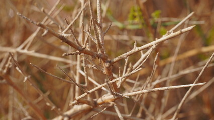 Dry plant in the national geological Timna park, Israel