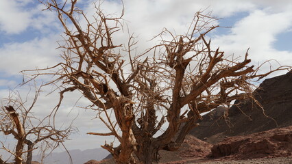 Dry acacia tree in desert of the Negev, Timna Park, Israel