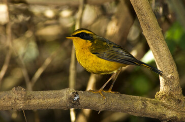 Obraz premium Goudstaart, Golden Bush Robin, Luscinia chrysaea