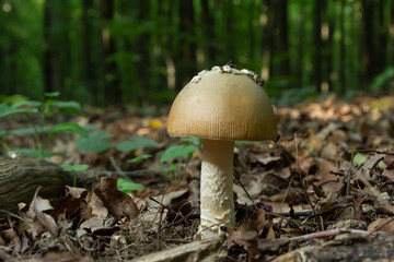 this mushroom is an amanita rubescens and it grows in the forest