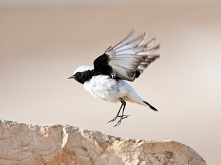 Oostelijke Rouwtapuit. Eastern Mourning Wheatear, Oenanthe lugens
