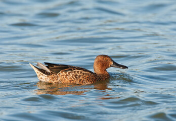 Kaneeltaling, Cinnamon Teal, Anas cyanoptera