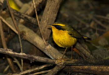 Fototapeta premium Goudstaart, Golden Bush Robin, Luscinia chrysaea