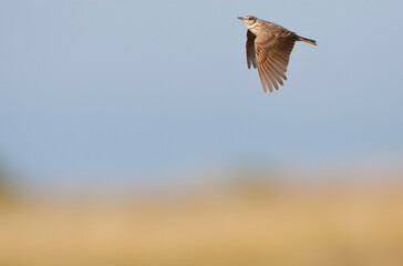 Kuifleeuwerik, Common Crested Lark, Galerida cristata