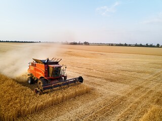 Aerial drone photo of red harvester working in wheat field on sunset. Combine harvesting machine...