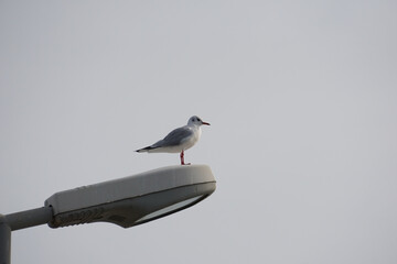 Obraz premium Gabbiano in posa su lampione stradale