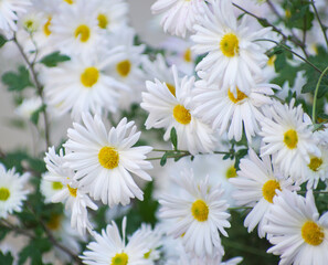 A photo of chrysanthemum flowers in an autumn garden.