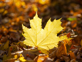 Naklejka na ściany i meble Yellow maple leaf on the ground in autumn sunlight