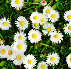 Close up of multiple white daisies over grass and blurred background created using Generative AI technology