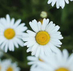 Obraz premium Close up of multiple white daisies over grass and blurred background created using Generative AI technology